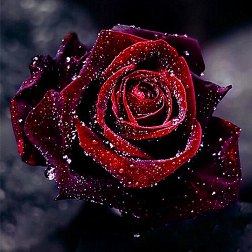 "Blood rose dew" - Full solid square diamond art puzzle