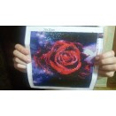 "Blood rose dew" - Full solid square diamond art puzzle